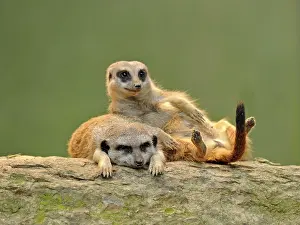 Meerkat: Meerkats (Suricata suricatta), juveniles