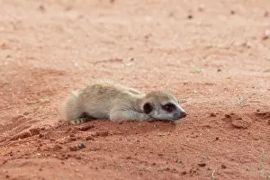 Hardap: Meerkats (Suricata suricatta), lying young Bagatelle