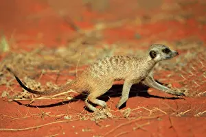 Meerkats: Meerkats (Suricata suricatta), meerkat, adult, running