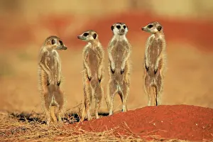 Meerkats: Meerkats (Suricata suricatta), meerkat, adult, group