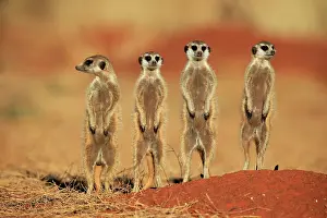 Meerkats: Meerkats (Suricata suricatta), meerkat, adult, group