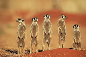 Meerkats: Meerkats (Suricata suricatta), meerkat, adult, group
