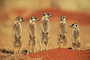 Meerkats: Meerkats (Suricata suricatta), meerkat, adult, group