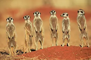 Meerkats: Meerkats (Suricata suricatta), meerkat, adult, group