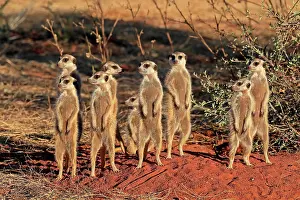 Meerkats: Meerkats (Suricata suricatta), meerkat, adult, group