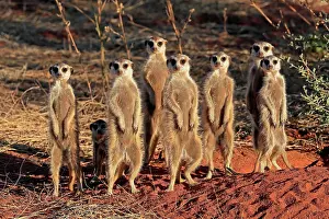 Meerkats: Meerkats (Suricata suricatta), meerkat, adult, group