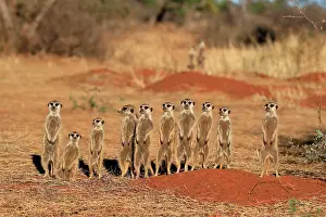 Meerkats: Meerkats (Suricata suricatta), meerkat, adult, group