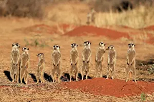 Meerkats: Meerkats (Suricata suricatta), meerkat, adult, group
