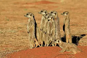 Meerkats: Meerkats (Suricata suricatta), meerkat, adult, group