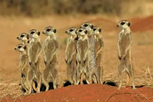 Meerkats: Meerkats (Suricata suricatta), meerkat, adult, group