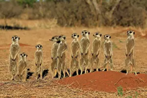 Meerkats: Meerkats (Suricata suricatta), meerkat, adult, group
