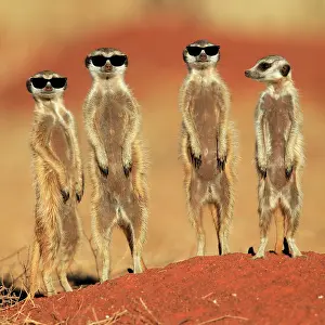 Meerkats: Meerkats (Suricata suricatta), meerkat, adult, group
