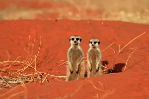 Meerkats: Meerkats (Suricata suricatta), meerkat, two young
