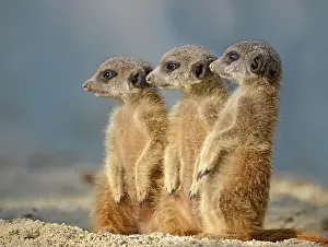 Mongooses: Meerkats (Suricata suricatta), pups, native to Africa