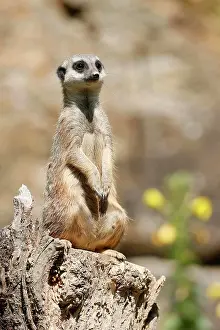 Concentration: Meerkats (Suricata suricatta) sitting, Germany