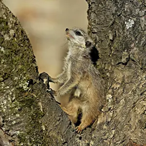 Meerkat: Meerkats (Suricata suricatta), sitting on a tree