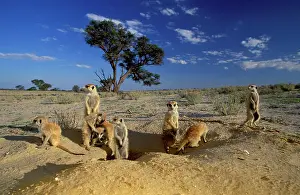Suricates: Meerkats (Suricata suricatta), sunbathing at burrow