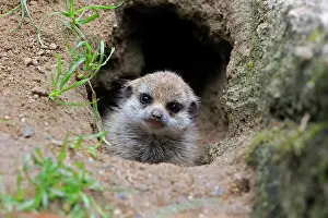 Meerkats: Meerkats (Suricata suricatta), young animal, at