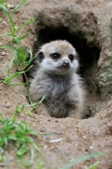 Meerkats: Meerkats (Suricata suricatta), young animal, at