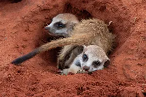 Hardap: Meerkats (Suricata suricatta), young animals at