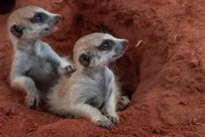 Hardap: Meerkats (Suricata suricatta), young animals at