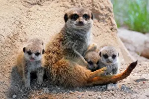 Meerkats: Meerkats (Suricata suricatta), young animals cuddling