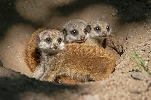 Meerkats: Meerkats (Suricata suricatta), young animals looking