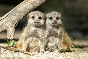 Meerkats: Meerkats (Suricata suricatta), young animals standing
