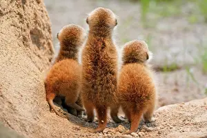 Meerkats: Meerkats (Suricata suricatta), young animals watching