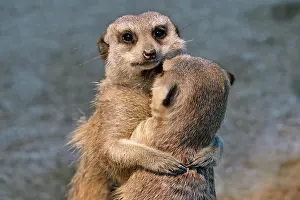 Meerkats: Meerkats (Suricata suricatta) young embracing, native