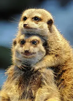 Suricates: Meerkats or Suricates (Suricata suricatta)