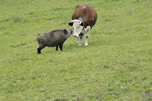 Contacts: Meeting between a cow Abundance and a Boar
