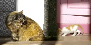 Growling: Meeting between a senior and Chatte feulante and a Kitten