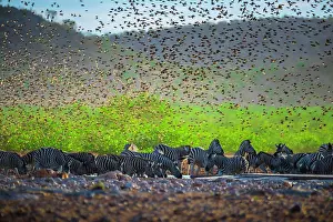 Start: A mega flock of red-billed quelea (Quelea quelea)