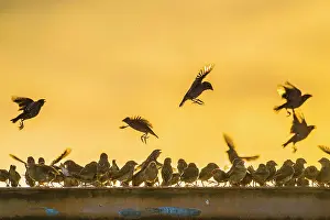 Quelea: A mega flock of red-billed quelea (Quelea quelea)