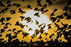 Quelea: A mega flock of red-billed quelea (Quelea quelea)