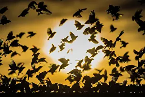 Quelea: A mega flock of red-billed quelea (Quelea quelea)