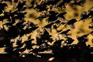 Quelea: A mega flock of red-billed quelea (Quelea quelea)