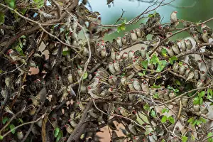 Quelea: A mega flock of red-billed quelea (Quelea quelea)