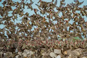 Quelea: A mega flock of red-billed quelea (Quelea quelea)