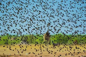 Quelea: A mega flock of red-billed quelea (Quelea quelea)