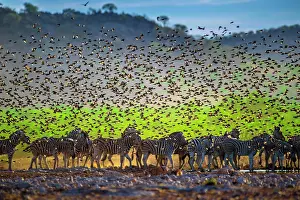 Start: A mega flock of red-billed quelea (Quelea quelea)