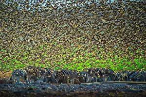 Start: A mega flock of red-billed quelea (Quelea quelea)
