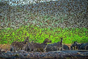 Start: A mega flock of red-billed quelea (Quelea quelea)