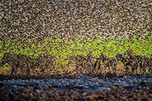 Start: A mega flock of red-billed quelea (Quelea quelea)