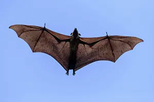 Pteropus: Megabat (Pteropus medius), in flight, Kuramathi
