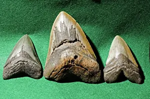 Carcharodon: Megaladon Teeth Fossilized