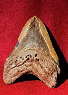 Carcharodon: Megaladon Tooth Fossilized
