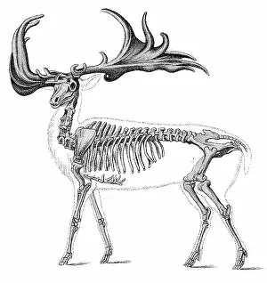 Paleozoology: Megaloceros, Cenozoic Mammal