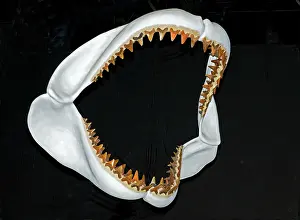 Carcharodon: Megalodon Jaws